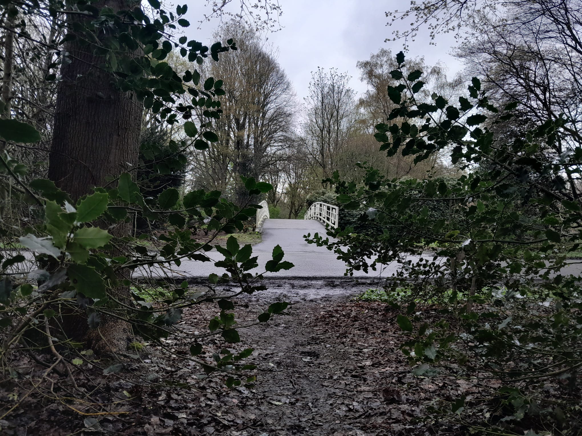 Photo of plants in front of the picture and with a bridge in the middle of them in te background